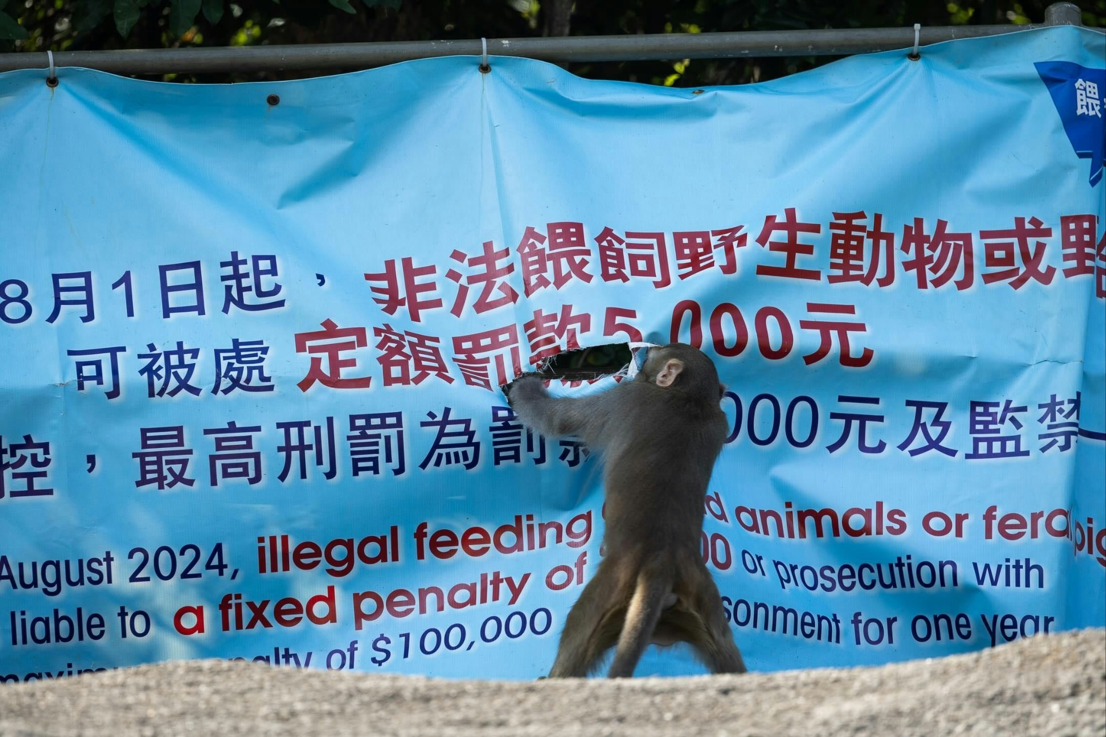有猴子站在撕爛了的漁護署橫額前，似是撕爛橫額表達不滿，場面十分搞笑。（「綠洲 Oasistrek」Threads圖片）