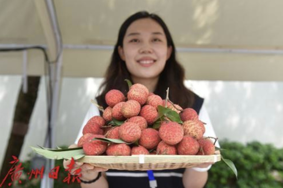 廣州荔枝6月下旬12萬噸上市!還可以去200家農場現場採摘