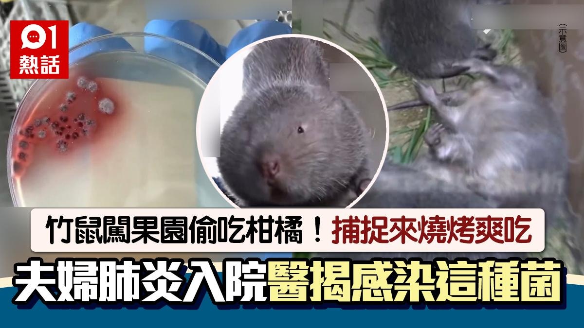 竹鼠闖果園偷吃柑橘!夫婦捉住燒烤爽吃後染肺炎 醫揭感染這種菌