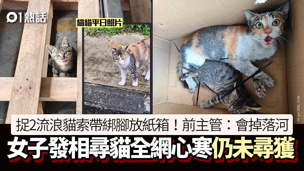 2流浪貓遭索帶綁腳放紙箱!女子爆前主管稱要掉落河 全網心寒 2流浪貓遭索帶綁腳放紙箱!女子爆前主管稱要掉落河 全網心寒