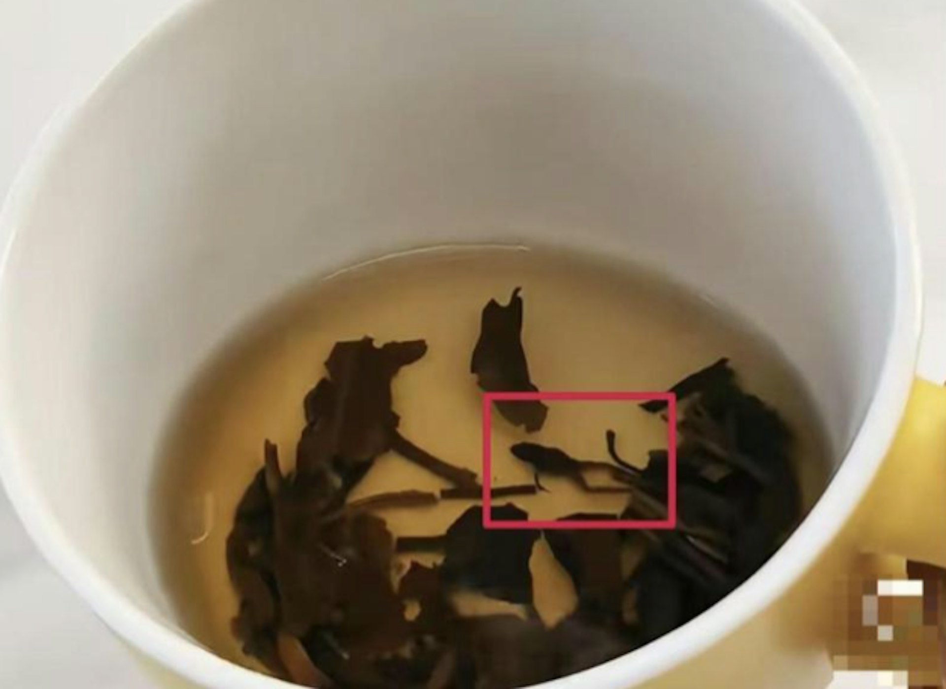 有內地網民表示,從奈雪的茶九薰茉莉茶盒里泡出一隻蛙屍體。(上觀新聞)