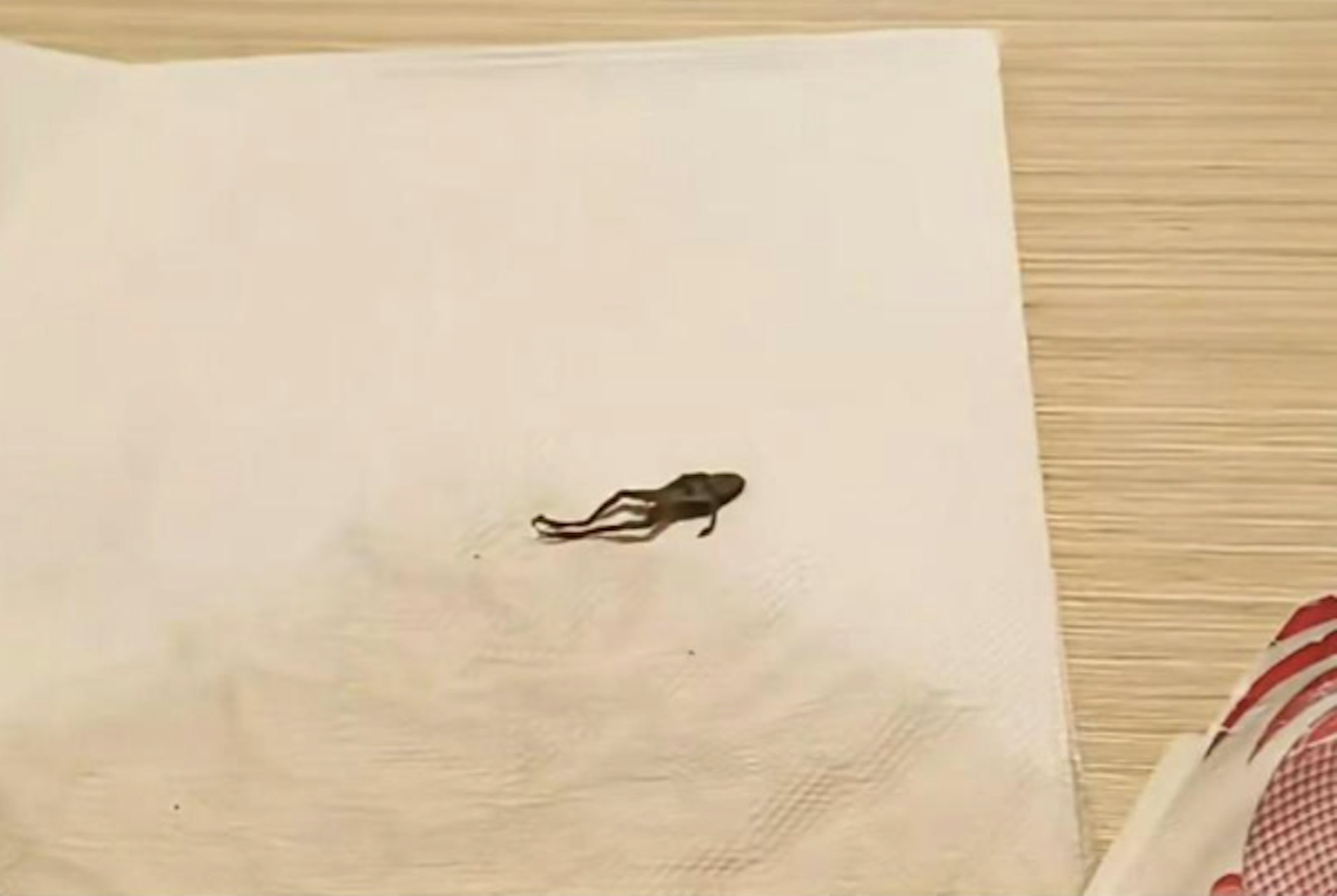 據該網民發布的影片,在奈雪的一家門店裡,工作人員將茶裡的蛙屍挑了出來,放在了紙巾上。(上觀新聞)