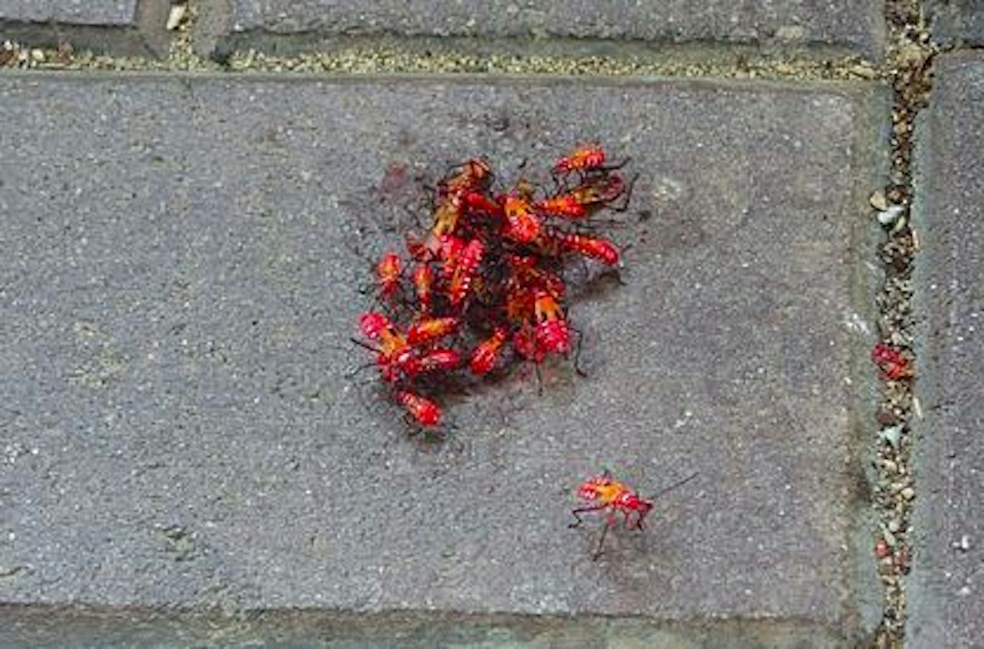 沙田市中心附近街頭發現一大堆火紅色的「神秘怪蟲」。(k.yoyo.04/Threads) 沙田市中心附近街頭發現一大堆火紅色的「神秘怪蟲」。(k.yoyo.04/Threads)
