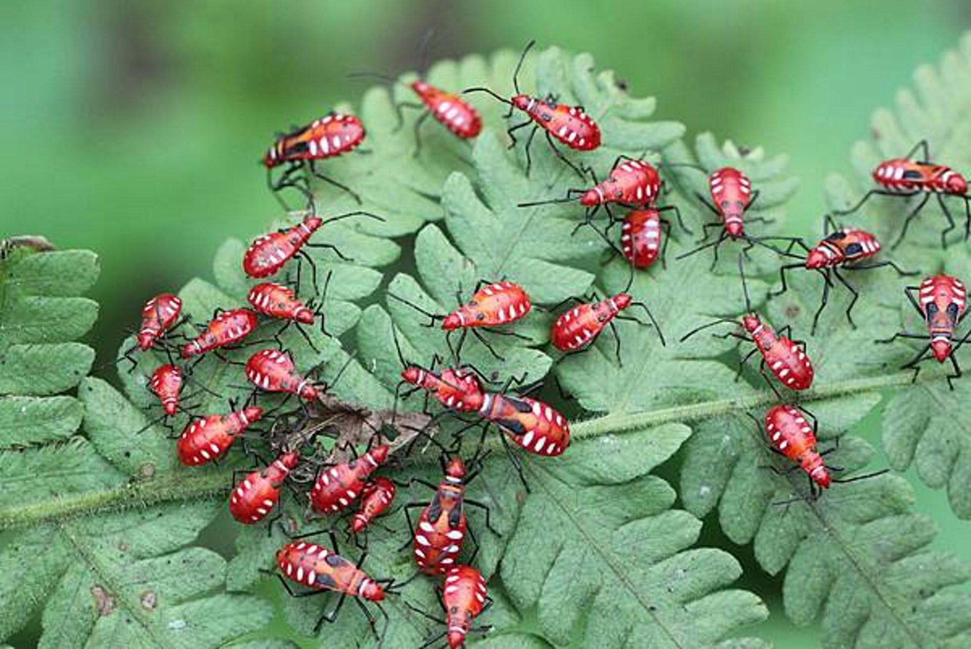 食環署曾提醒，如敏感性皮膚或身體健康狀況較差的人士接觸到紅蝽黏液，有機會出現嚴重過敏反應，應立即求醫。（資料圖片）