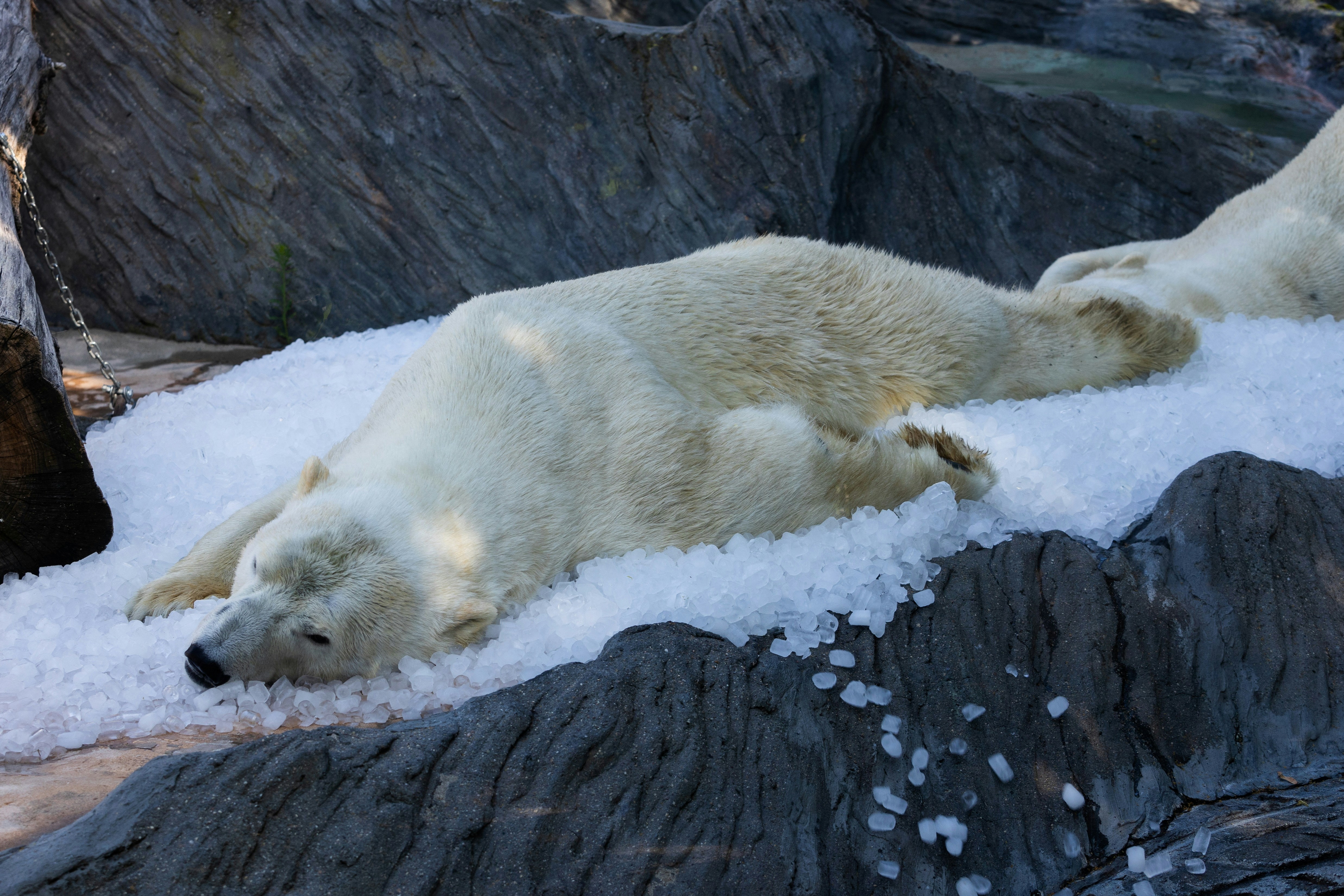 歐洲熱浪持續 巴黎鐵塔頂層關閉 動物園用冰為北極熊降溫|多圖