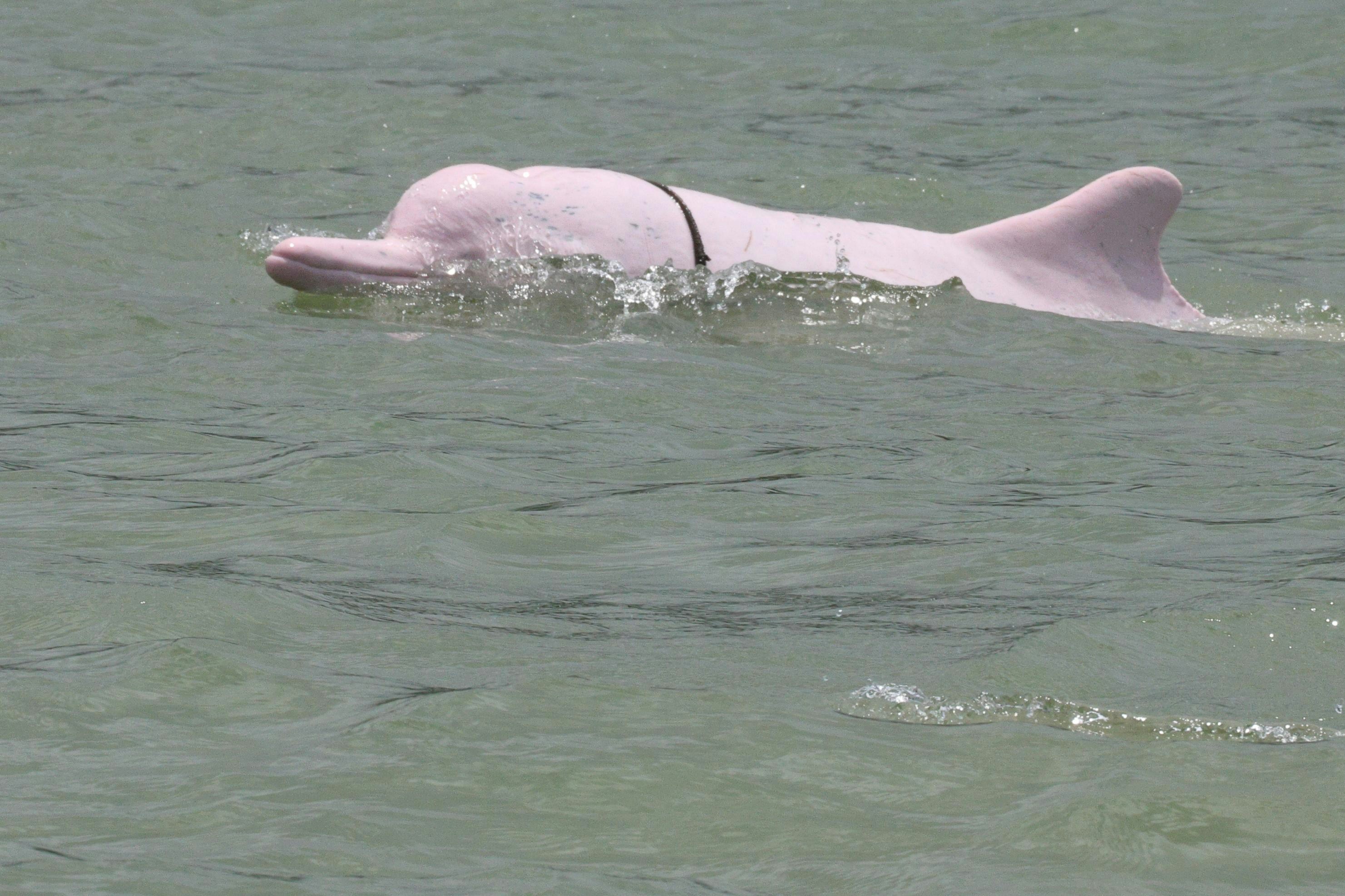 鯨豚擱淺｜香港01