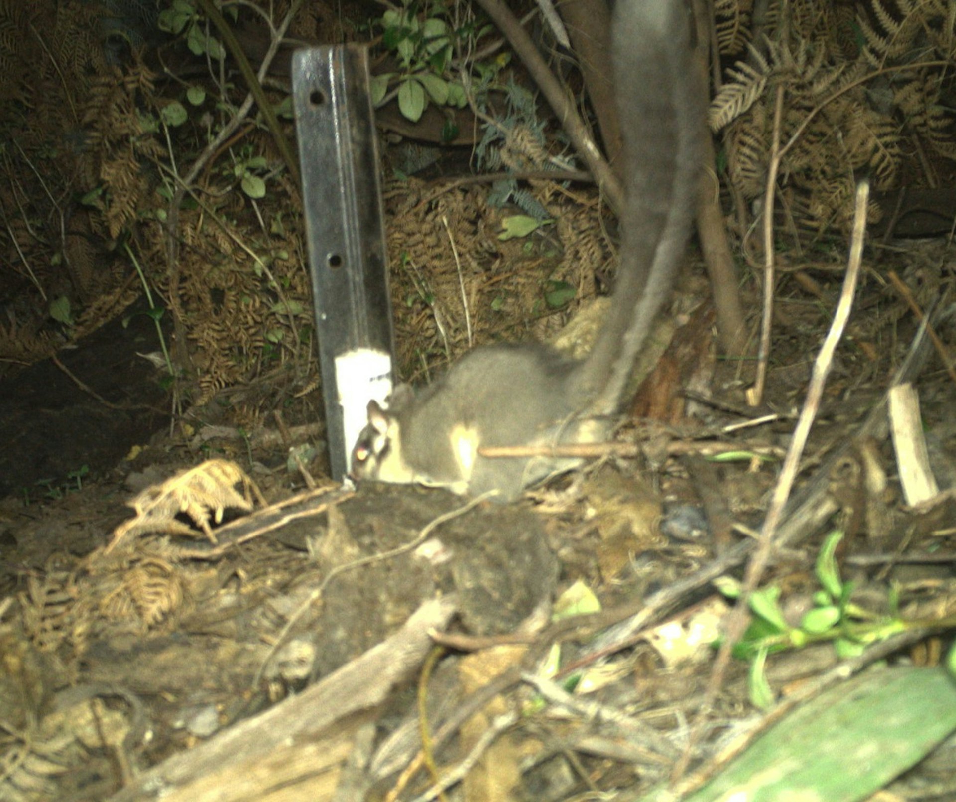 澳洲動物學家架設野外攝影機拍攝瀕危物種煙色鼠,沒想到竟拍到更罕見的「林中仙子」利德比特負鼠。(Facebook@NSW National Parks and Wildlife Service)