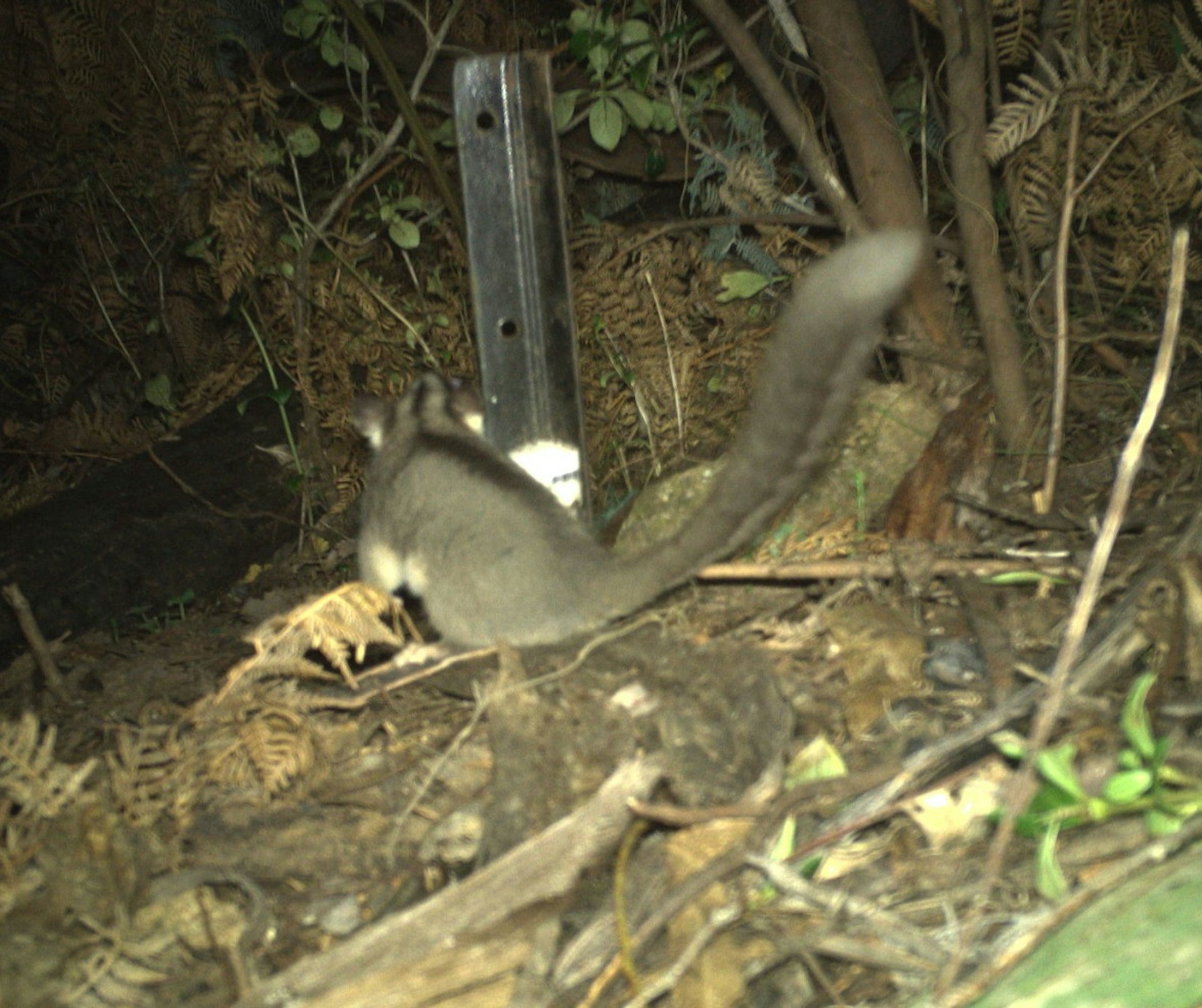 澳洲動物學家架設野外攝影機拍攝瀕危物種煙色鼠,沒想到竟拍到更罕見的「林中仙子」利德比特負鼠。(Facebook@NSW National Parks and Wildlife Service)