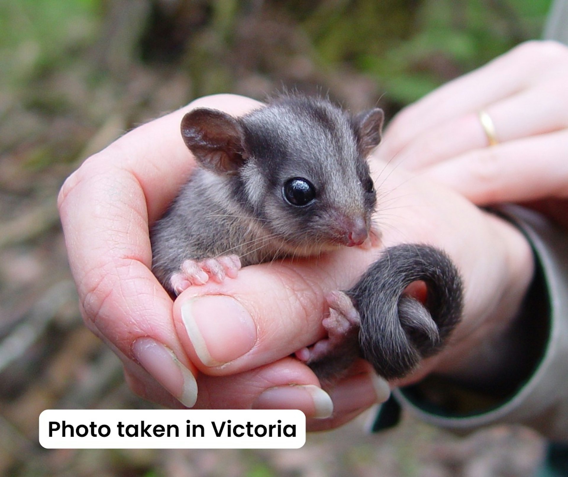 更多利德比特負鼠的照片(Facebook@NSW National Parks and Wildlife Service)