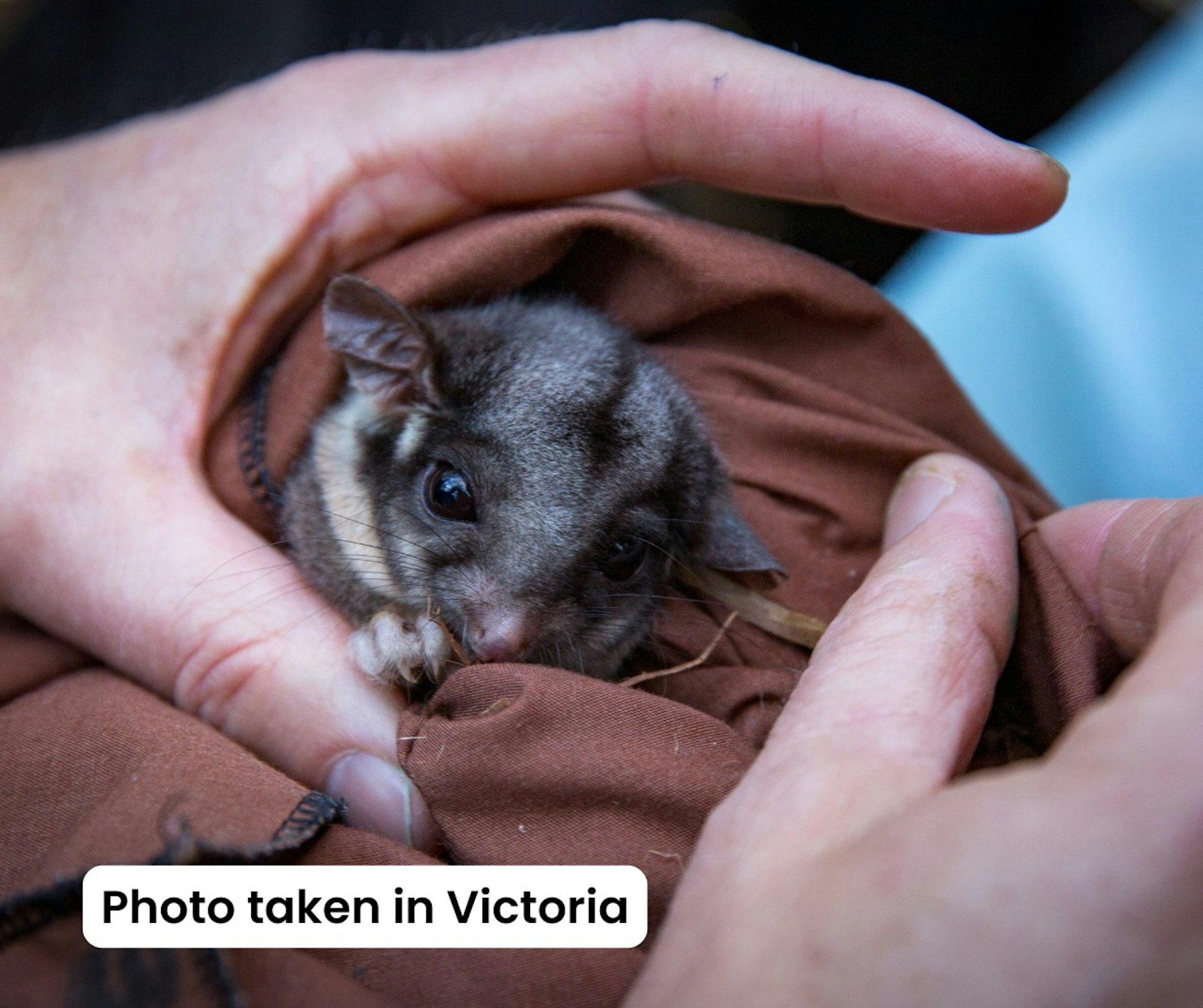 更多利德比特負鼠的照片(Facebook@NSW National Parks and Wildlife Service)