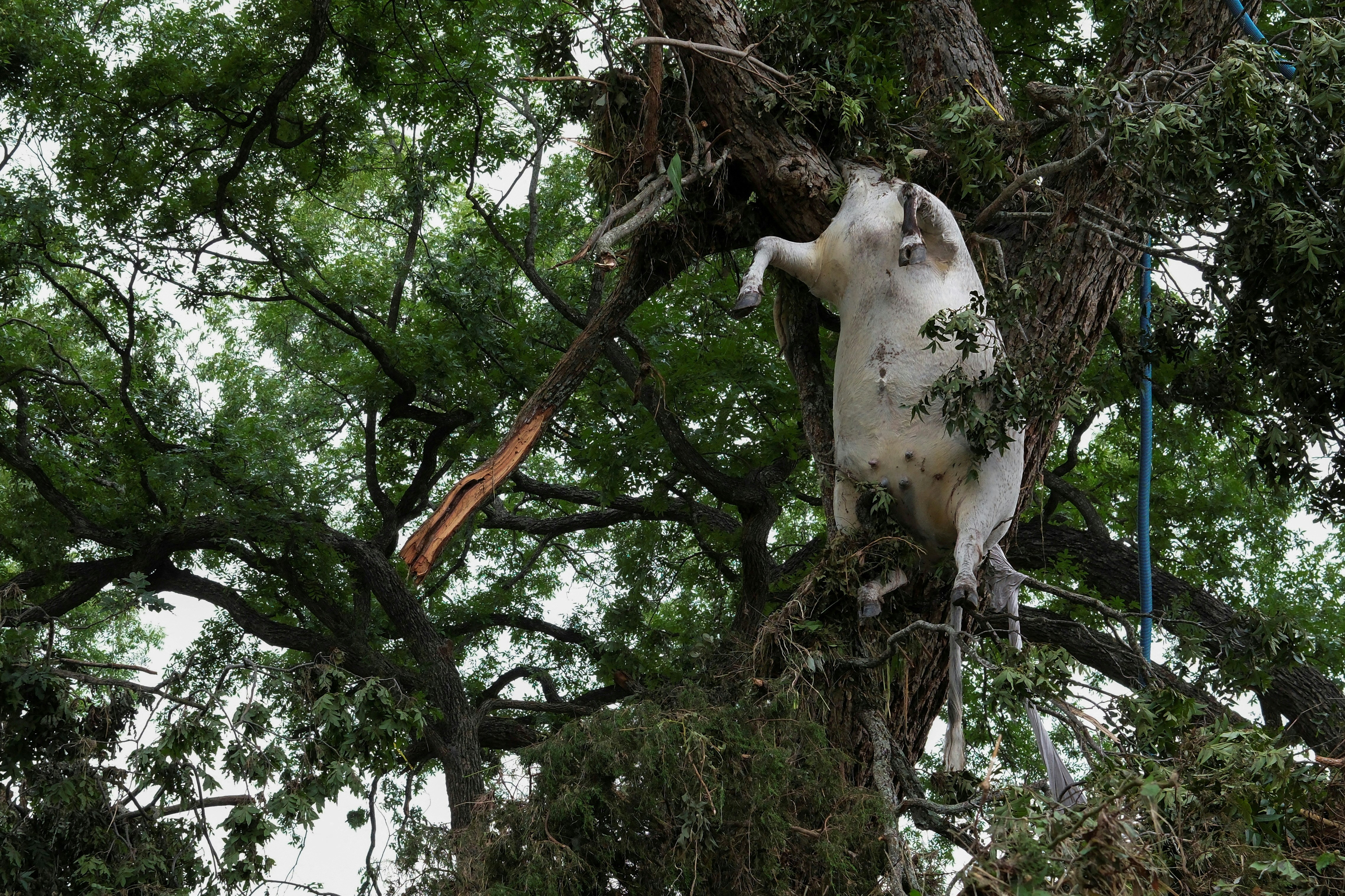 2025年7月6日，美國德州發生嚴重洪災後，有動物屍體掛在樹上。（Reuters）