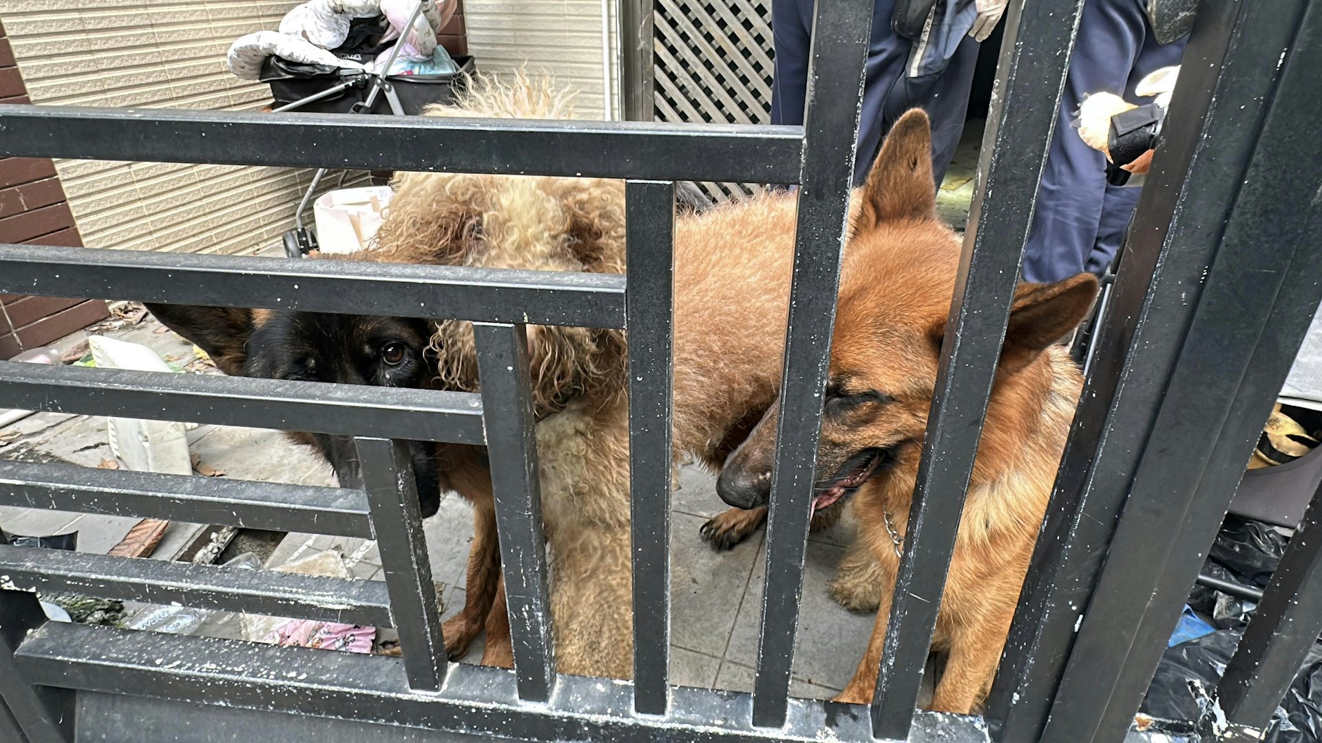 7月8日天水圍田廈路新屋村虐畜案,單位內有3隻狗活動。(黃煦緻攝) 7月8日天水圍田廈路新屋村虐畜案,單位內有3隻狗活動。(黃煦緻攝)