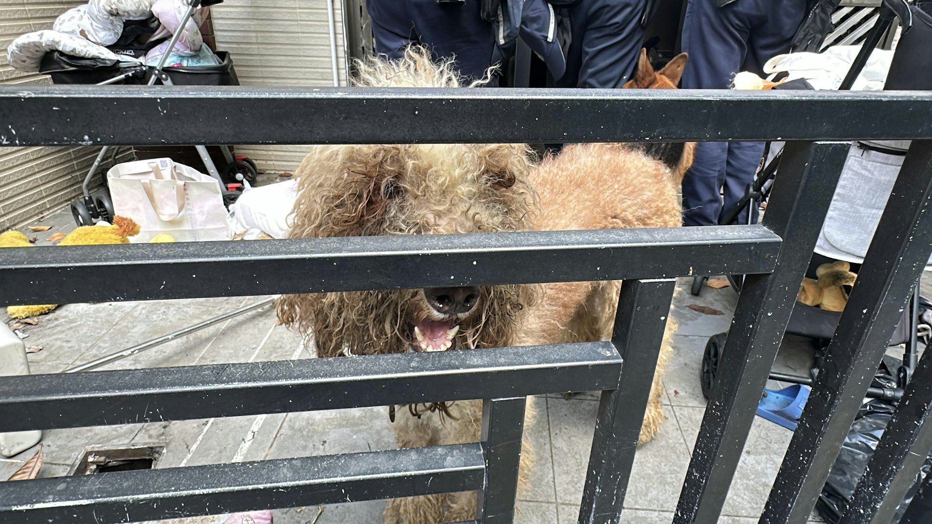 7月8日天水圍田廈路新屋村虐畜案,單位內有3隻狗活動。(黃煦緻攝) 7月8日天水圍田廈路新屋村虐畜案,單位內有3隻狗活動。(黃煦緻攝)