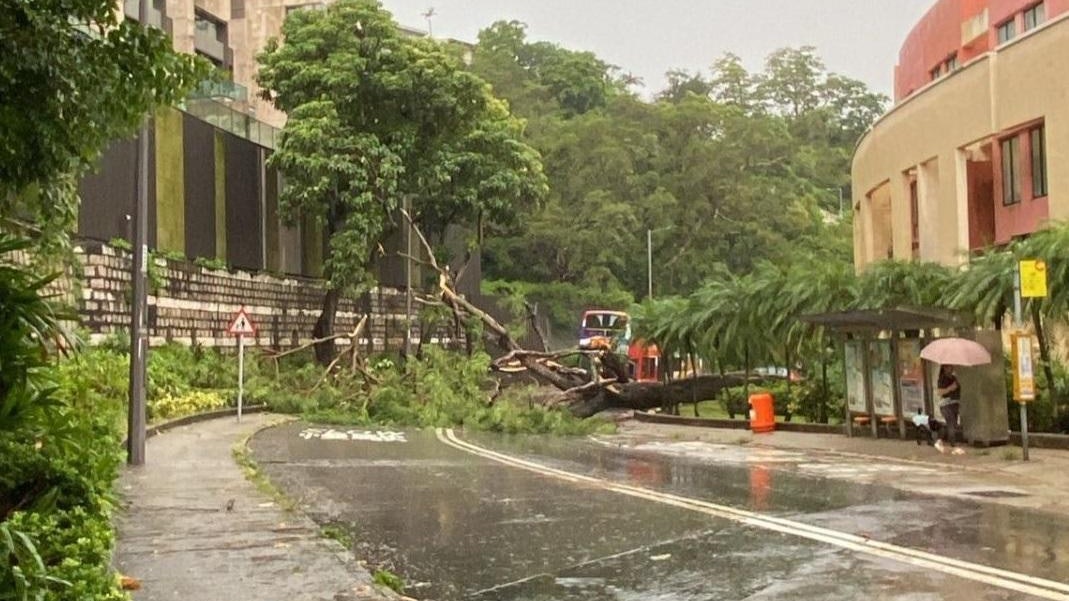 暴雨|赤柱村道、上水彩園路分別有大樹倒塌 行車受阻 暴雨|赤柱村道、上水彩園路分別有大樹倒塌 行車受阻