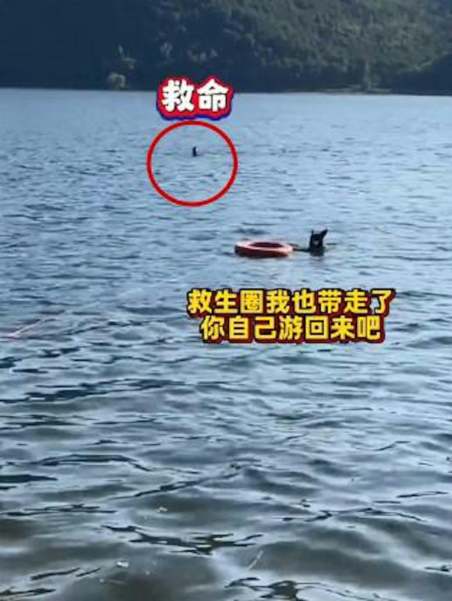 內地有警員扮作遇溺民眾,有警犬叼着救生圈趕救援,牠發現對方是熟悉警員後即掉頭掀議。(微博影片截圖) 內地有警員扮作遇溺民眾,有警犬叼着救生圈趕救援,牠發現對方是熟悉警員後即掉頭掀議。(微博影片截圖)
