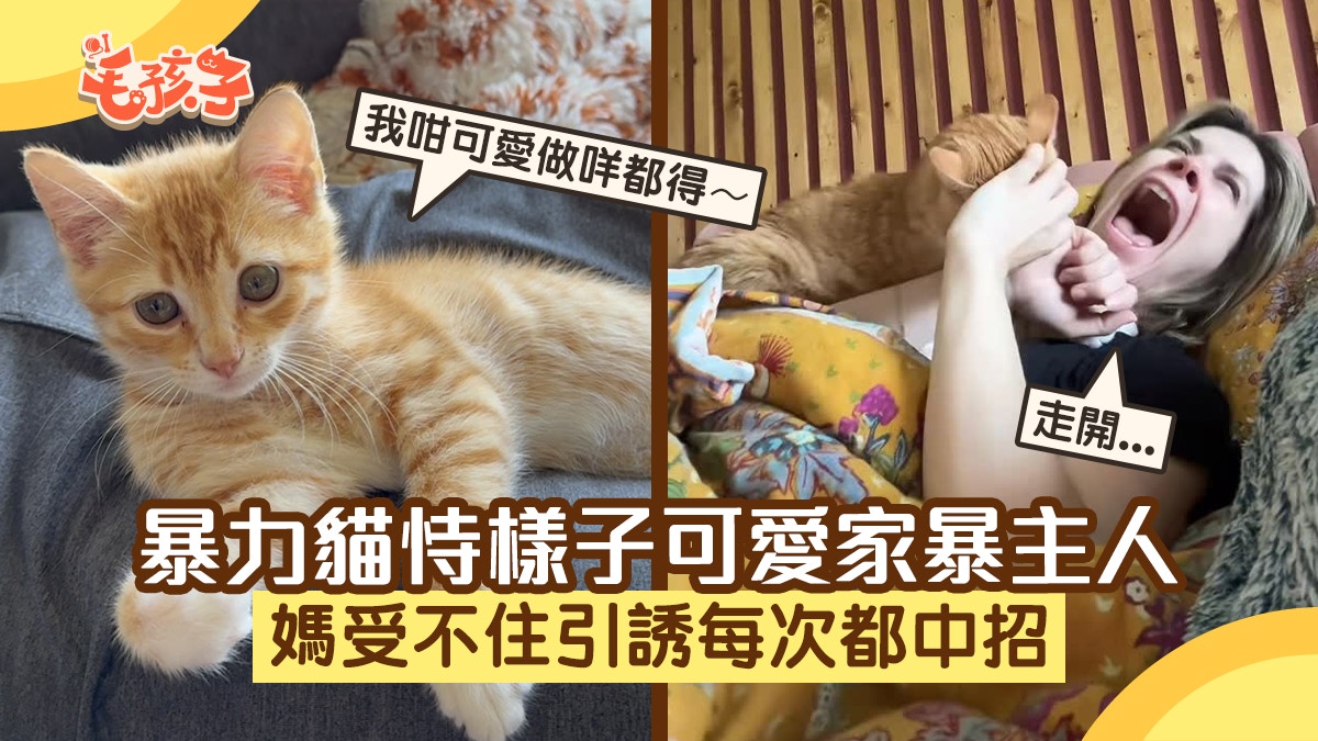 可愛小貓的甜蜜陷阱主人上一秒沉淪後下一秒嗷嗷叫：又中招了