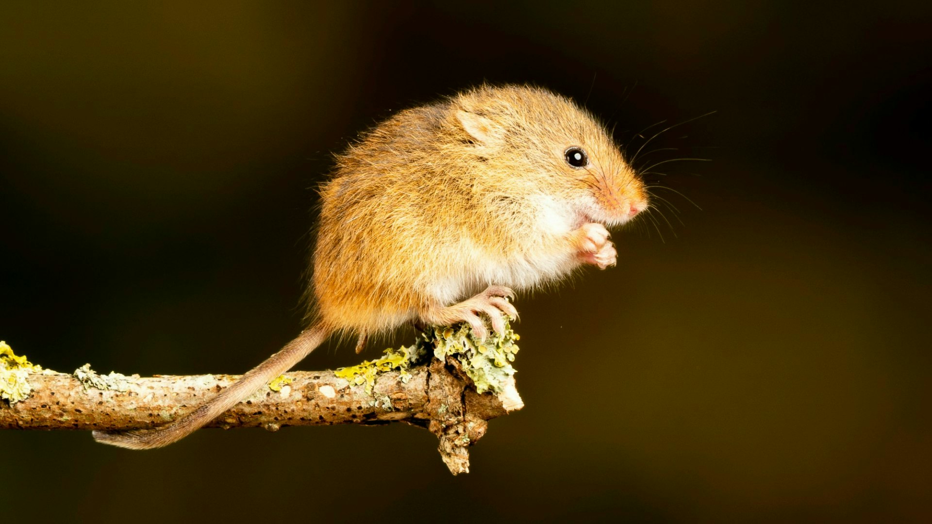「老鼠人」这一个概念不只代表着当代年轻人的现状,更反映了大部份的年轻人对生活的无力感与颓废情绪。 (unsplash@jannerboy62)