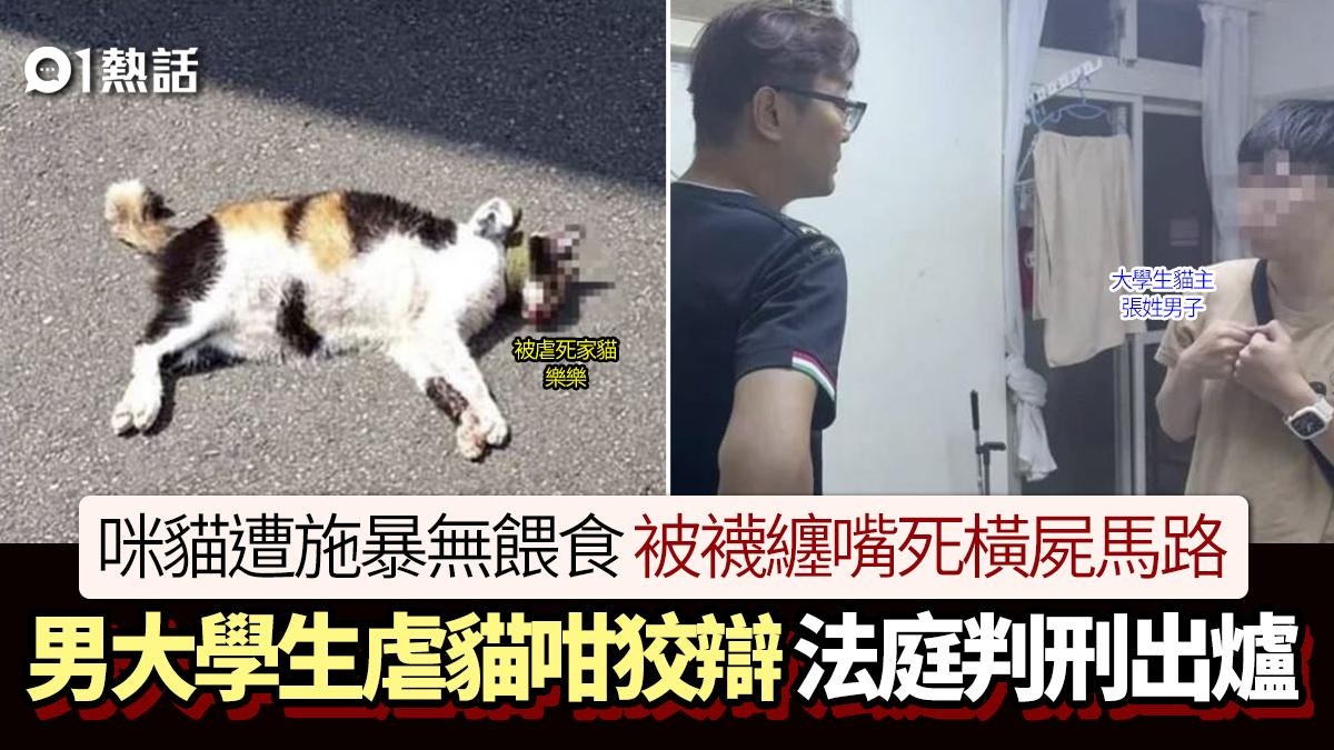 男大生殘忍虐貓!長期施暴無餵飼 襪纏嘴踢出馬路致死 判刑曝光