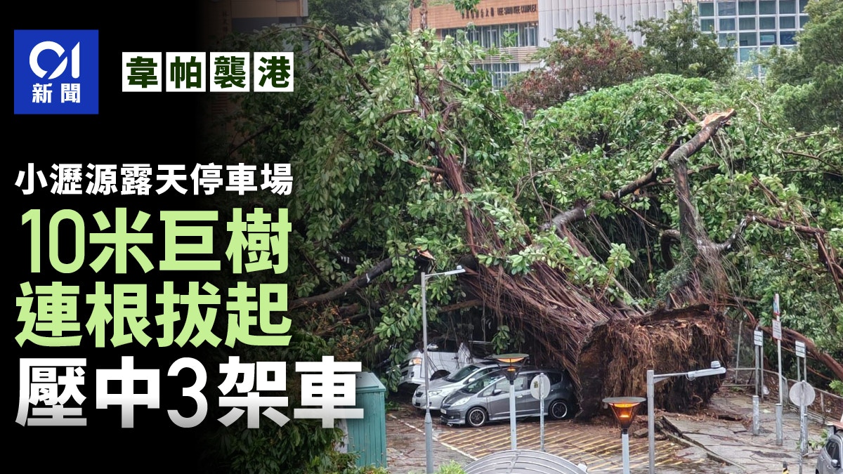 韋帕颱風|小瀝源停車場巨樹塌下壓3車 網民:咁大棵樹根系好淺