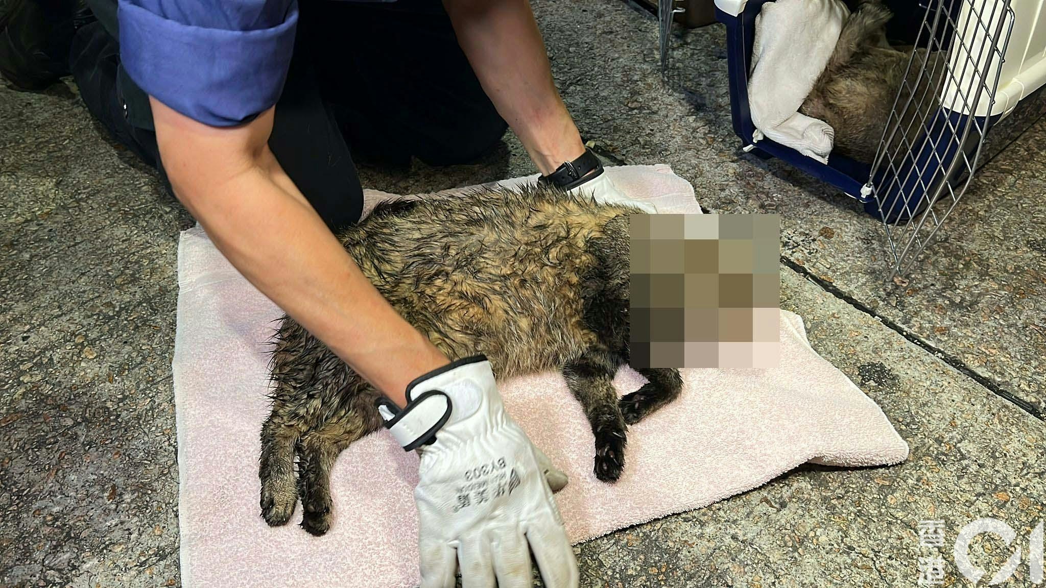 現場有一隻摺耳貓和一隻英國短毛貓死亡。（李家傑攝）
