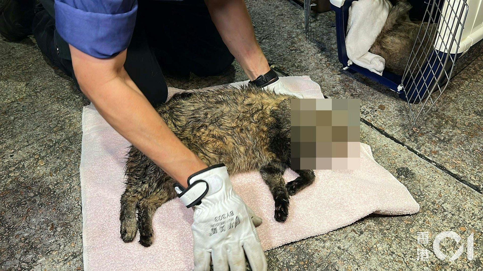 現場有一隻摺耳貓和一隻英國短毛貓死亡。(李家傑攝)