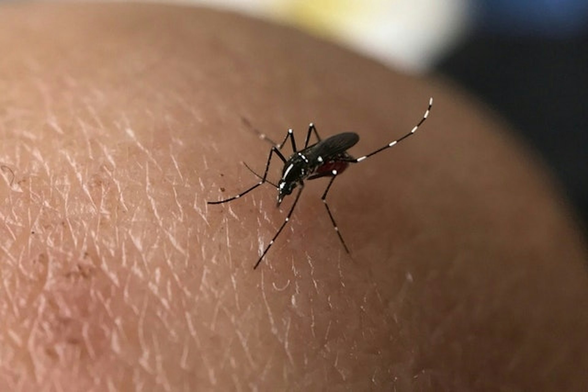 在香港普遍存在的白紋伊蚊可以傳播基孔肯雅熱。(資料圖片) 在香港普遍存在的白紋伊蚊可以傳播基孔肯雅熱。(資料圖片)