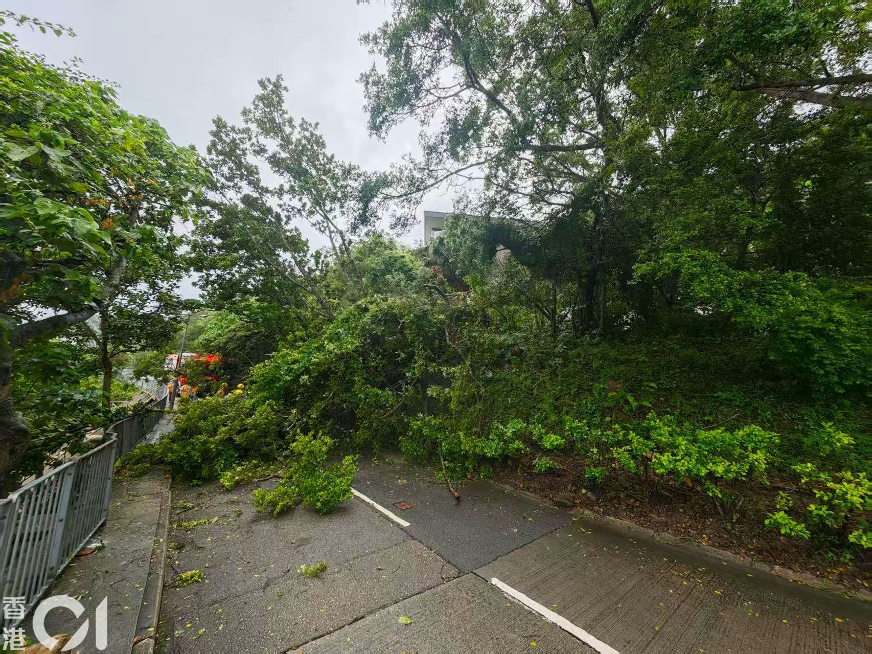 李嘉誠深水灣道大宅外4樹倒塌每棵5米高壓行車線消防到場鋸走