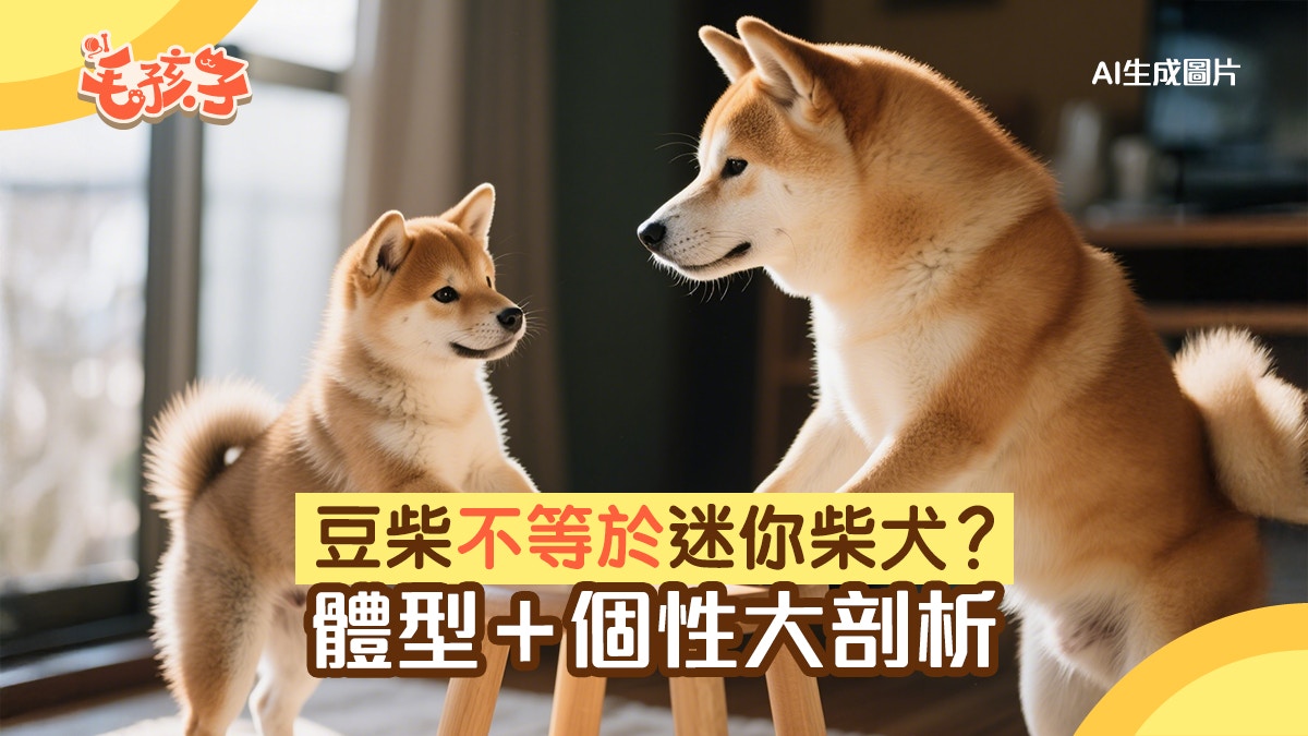小豆柴為何受歡迎？體型、個性與普通柴犬都有差異愛乾淨超討喜