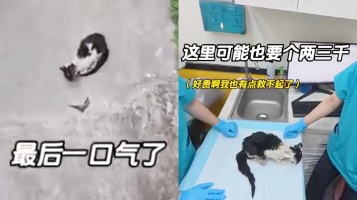 外賣員遇重傷流浪貓BB 獸醫告知藥費昂貴仍堅持要救 結局超心酸