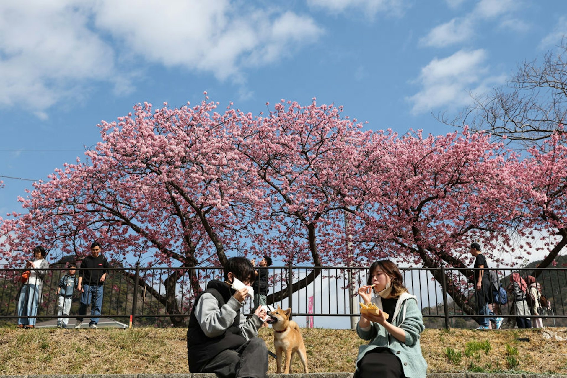 2025年3月2日,日本河津町,圖為前來賞櫻花的人們聚集在樹下享用美食。(Getty)
