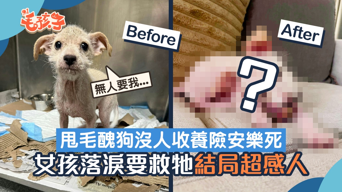 禿毛醜狗沒人收養險安樂死 女童落淚為牠請命 奇蹟重逢超感人