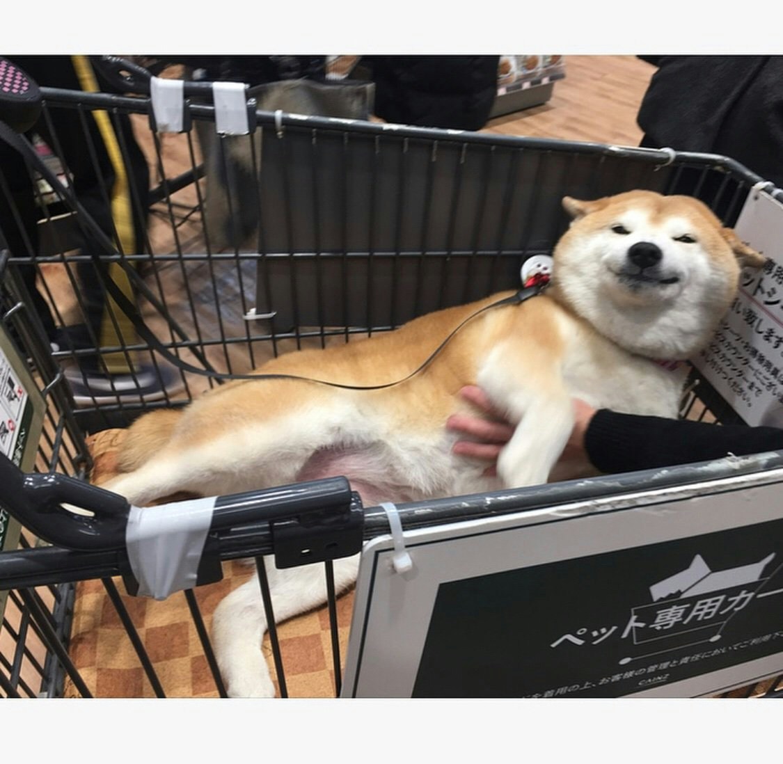 不可以色色」人氣迷因柴犬已離世｜飼主創作小天使短片送別愛犬