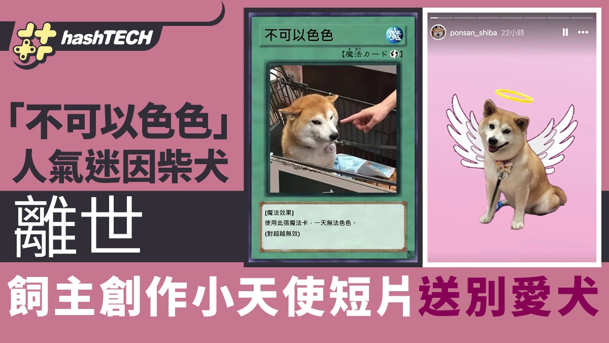 不可以色色」人氣迷因柴犬已離世｜飼主創作小天使短片送別愛犬