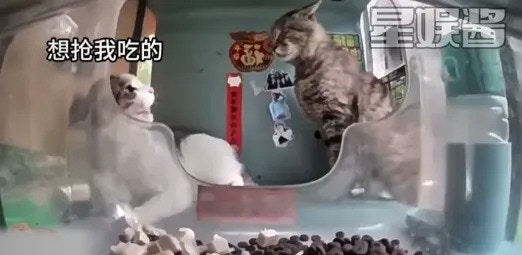 一盒猫你见过吗？猫咪竟然把自己折成“魔术方块” 网笑液体猫