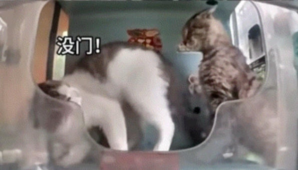 一盒猫你见过吗？猫咪竟然把自己折成“魔术方块” 网笑液体猫