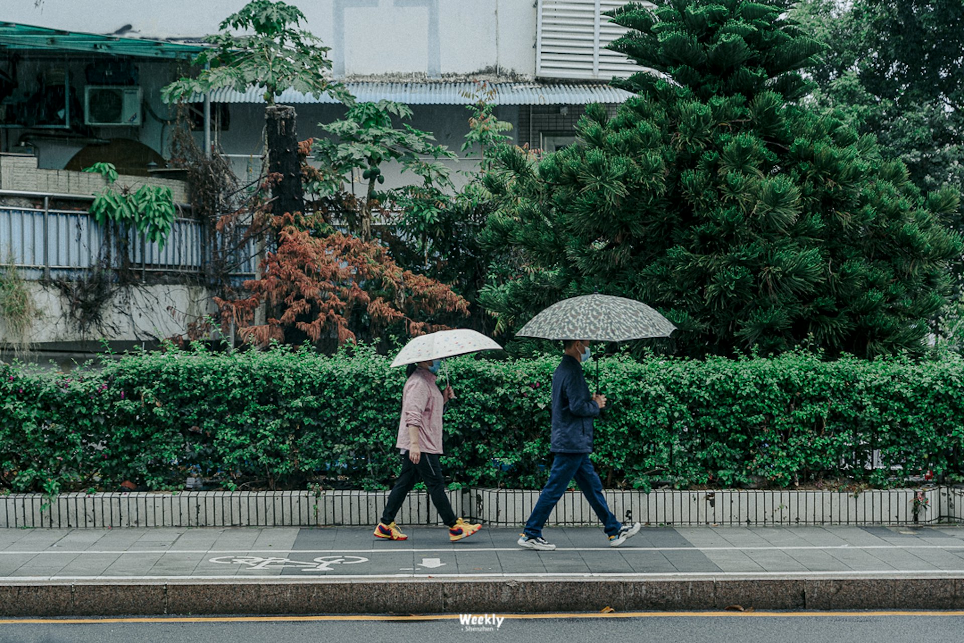 这种非洲大蜗牛快速繁殖,不仅因为它们对环境的适应力强,更是因为几乎没有天敌能够制衡他们。 (深圳微时光授权使用)