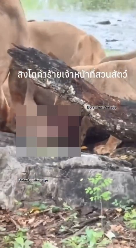 泰国曼谷野生动物园「Safari World」惊传饲养员遭到狮群围攻、撕咬至死的惨剧，且现场众多游客目睹过程、惊恐地放声尖叫。（X@ModernCatz）