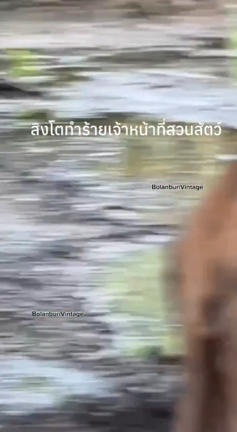 泰国曼谷野生动物园「Safari World」惊传饲养员遭到狮群围攻、撕咬至死的惨剧，且现场众多游客目睹过程、惊恐地放声尖叫。（X@ModernCatz）