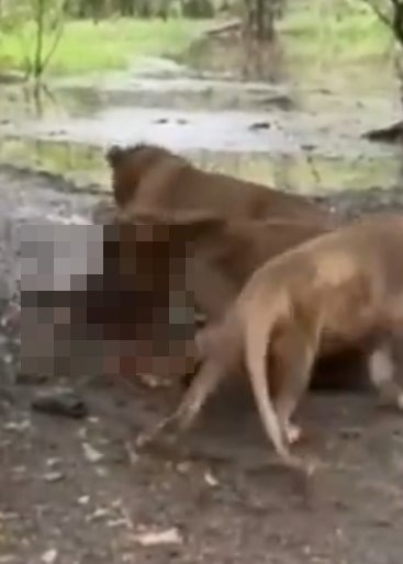 泰国曼谷野生动物园「Safari World」惊传饲养员遭到狮群围攻、撕咬至死的惨剧，且现场众多游客目睹过程、惊恐地放声尖叫。（X@ModernCatz）