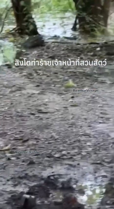 泰国曼谷野生动物园「Safari World」惊传饲养员遭到狮群围攻、撕咬至死的惨剧，且现场众多游客目睹过程、惊恐地放声尖叫。（X@ModernCatz）