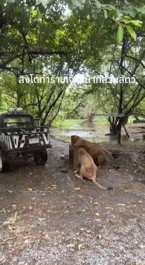 泰国曼谷野生动物园「Safari World」惊传饲养员遭到狮群围攻、撕咬至死的惨剧，且现场众多游客目睹过程、惊恐地放声尖叫。（X@ModernCatz）