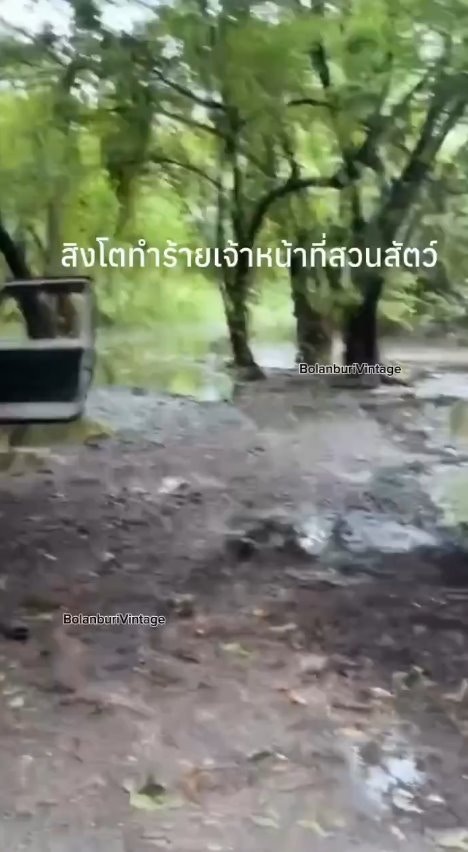 泰国曼谷野生动物园「Safari World」惊传饲养员遭到狮群围攻、撕咬至死的惨剧，且现场众多游客目睹过程、惊恐地放声尖叫。（X@ModernCatz）