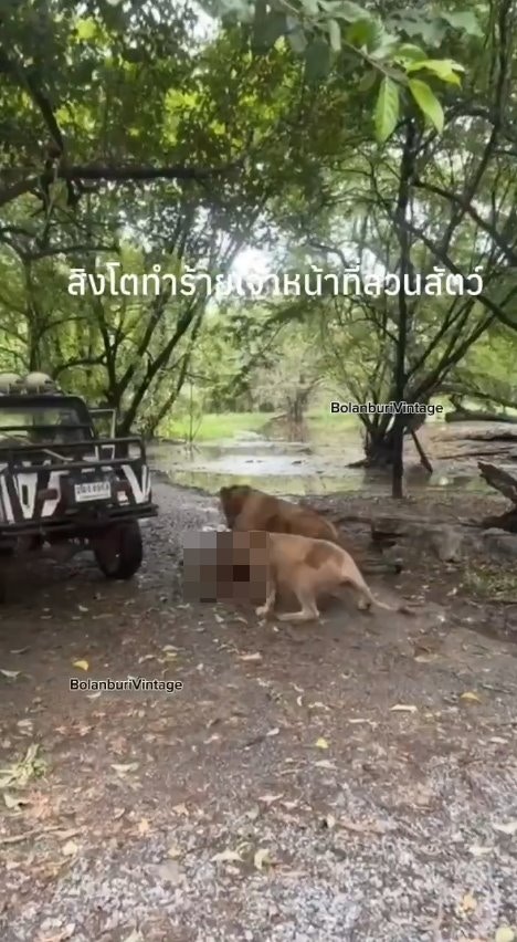 泰国曼谷野生动物园「Safari World」惊传饲养员遭到狮群围攻、撕咬至死的惨剧，且现场众多游客目睹过程、惊恐地放声尖叫。（X@ModernCatz）