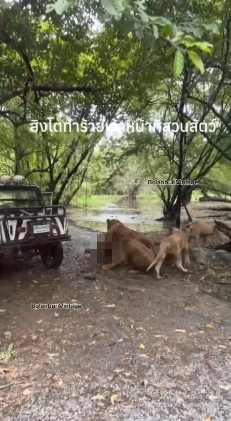 泰国曼谷野生动物园「Safari World」惊传饲养员遭到狮群围攻、撕咬至死的惨剧，且现场众多游客目睹过程、惊恐地放声尖叫。（X@ModernCatz）