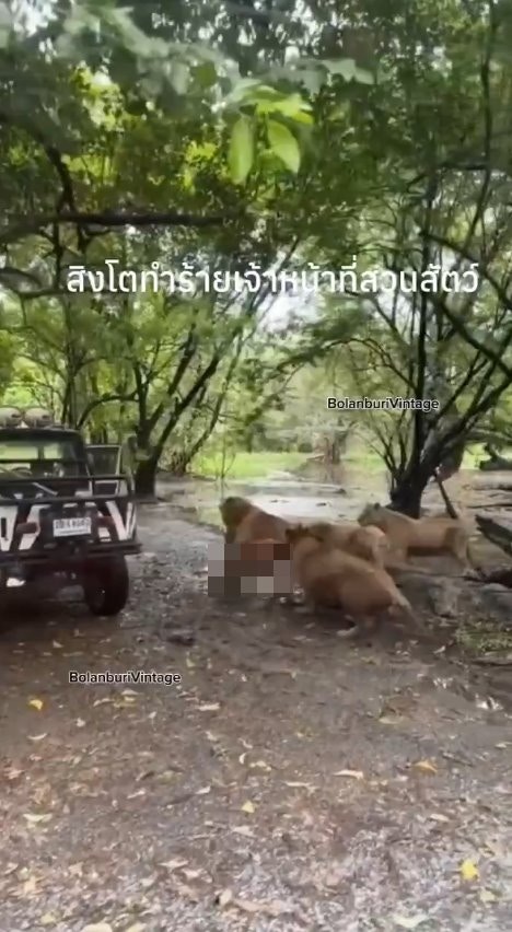 泰国曼谷野生动物园「Safari World」惊传饲养员遭到狮群围攻、撕咬至死的惨剧，且现场众多游客目睹过程、惊恐地放声尖叫。（X@ModernCatz）