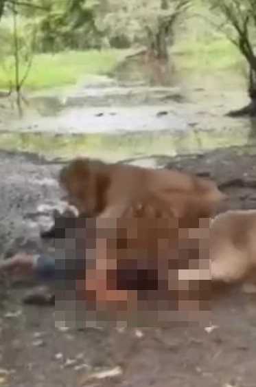 泰国曼谷野生动物园「Safari World」惊传饲养员遭到狮群围攻、撕咬至死的惨剧，且现场众多游客目睹过程、惊恐地放声尖叫。（X@ModernCatz）