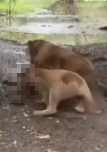 泰国曼谷野生动物园「Safari World」惊传饲养员遭到狮群围攻、撕咬至死的惨剧，且现场众多游客目睹过程、惊恐地放声尖叫。（X@ModernCatz）