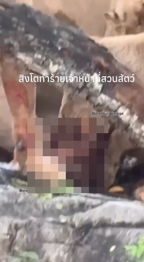 泰国曼谷野生动物园「Safari World」惊传饲养员遭到狮群围攻、撕咬至死的惨剧，且现场众多游客目睹过程、惊恐地放声尖叫。（X@ModernCatz）