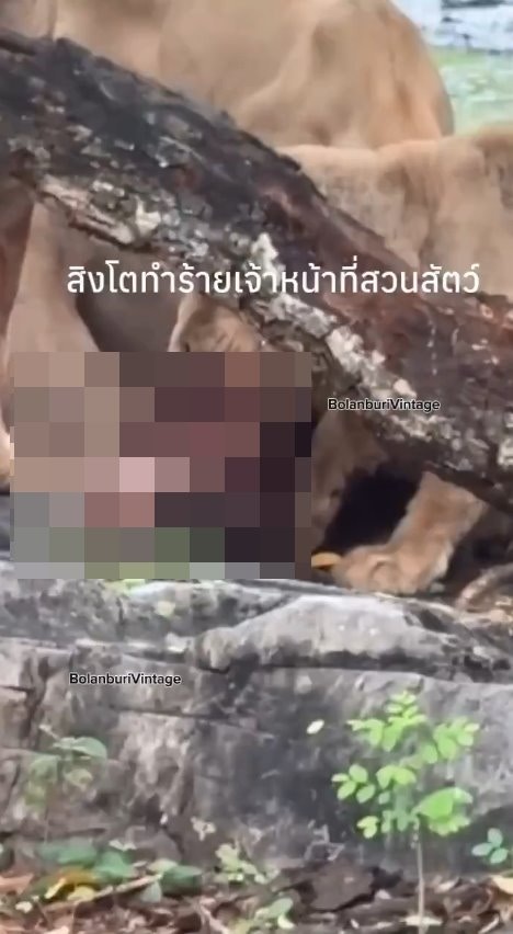 泰国曼谷野生动物园「Safari World」惊传饲养员遭到狮群围攻、撕咬至死的惨剧，且现场众多游客目睹过程、惊恐地放声尖叫。（X@ModernCatz）