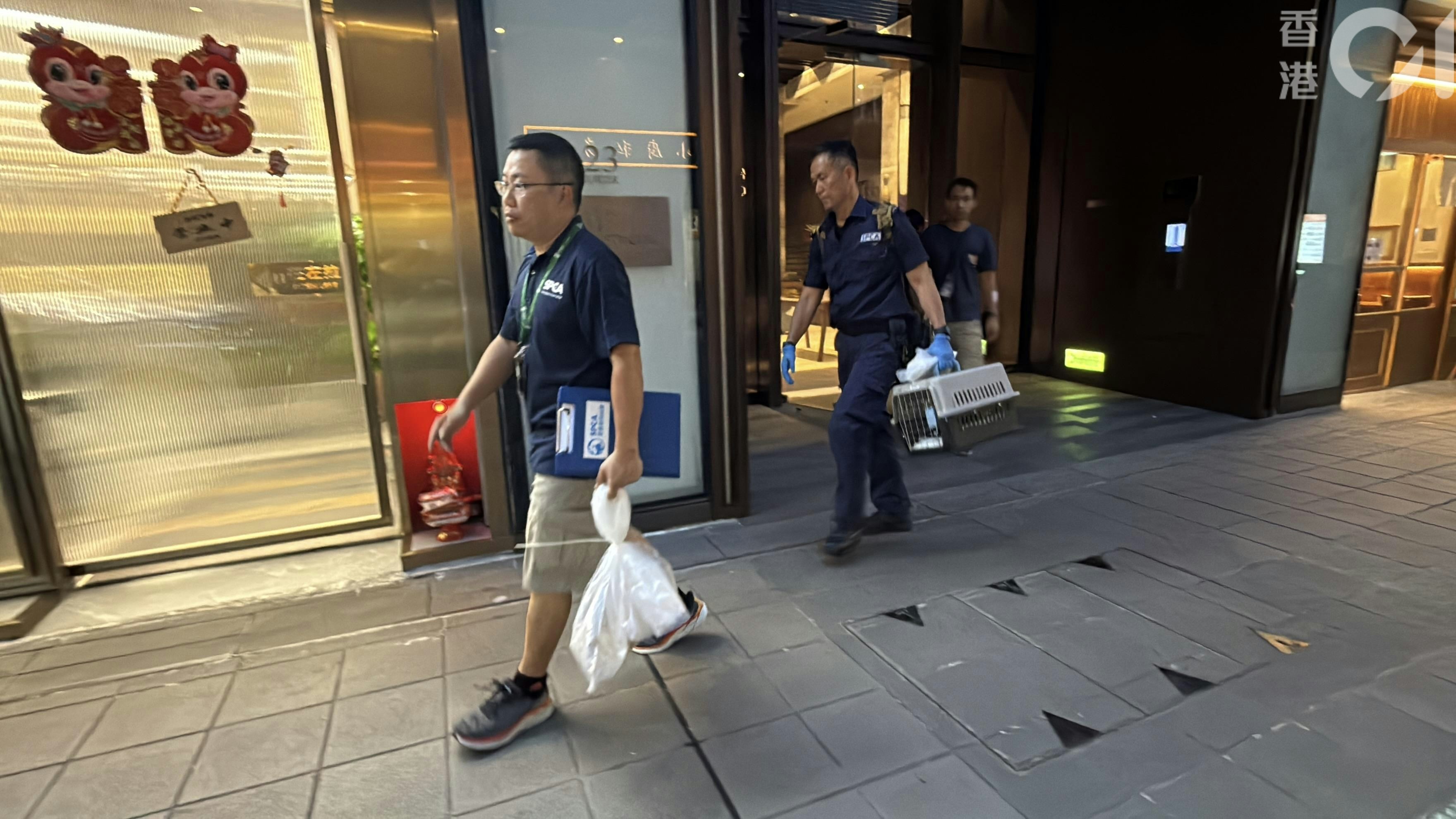 今日（9月14日）事發後，愛協人員檢走死亡的啡白色布偶貓。（羅日昇攝）